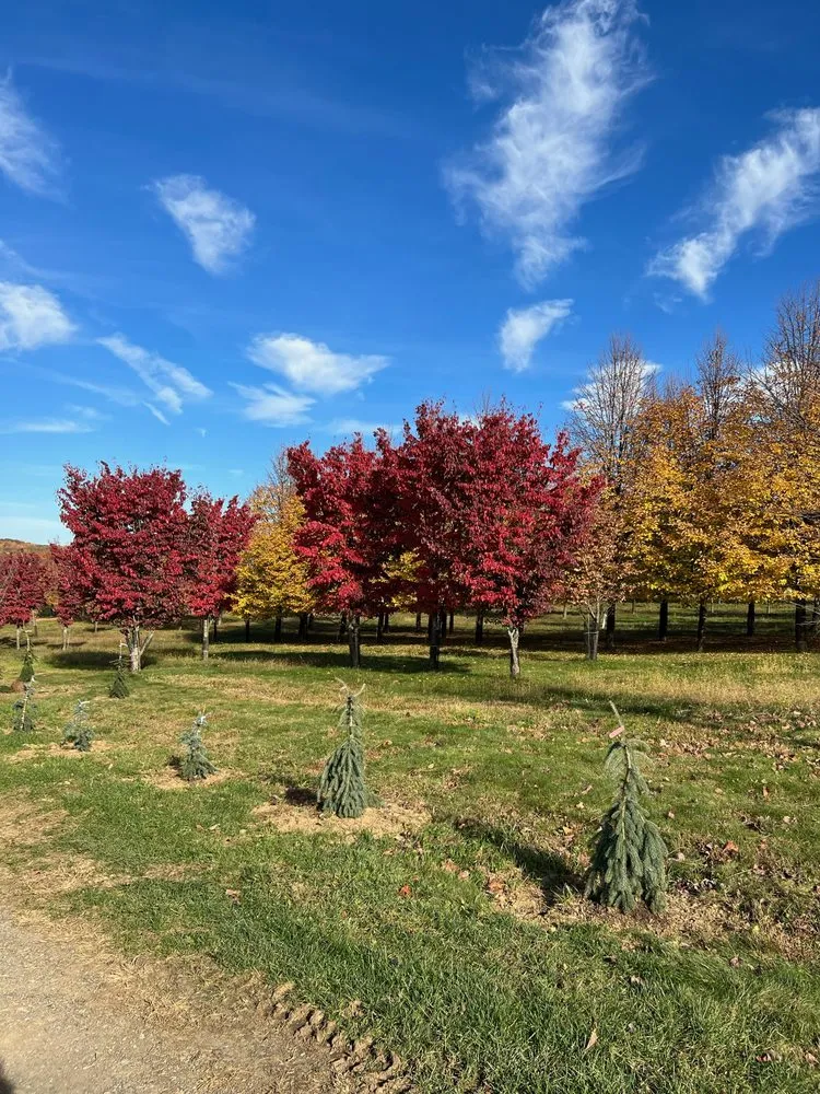 Local yard cleanup service in Hellertown, PA by Mid-Hill Nursery