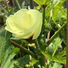 Expert lawn care service in Bartlett, TN by Mid-South Horticultural Services