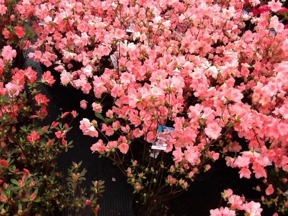 Professional garden landscaping experts serving Jonesboro, AR - Mid-South Nursery & Greenhouse