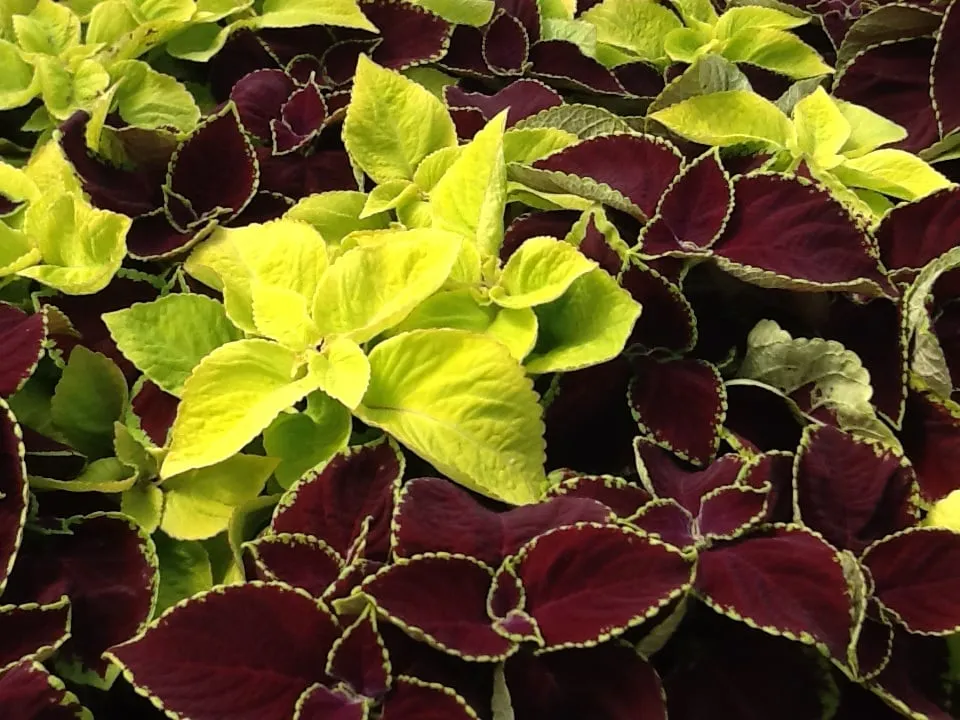 Top-rated residential landscaping in Jonesboro, AR by Mid-South Nursery & Greenhouse