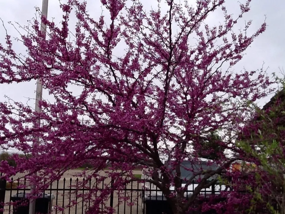 Reliable landscape design for homes across Jonesboro, AR - Mid-South Nursery & Greenhouse