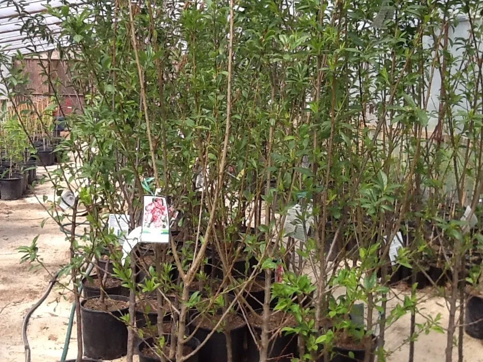 Affordable lawn care service experts serving Jonesboro, AR - Mid-South Nursery & Greenhouse