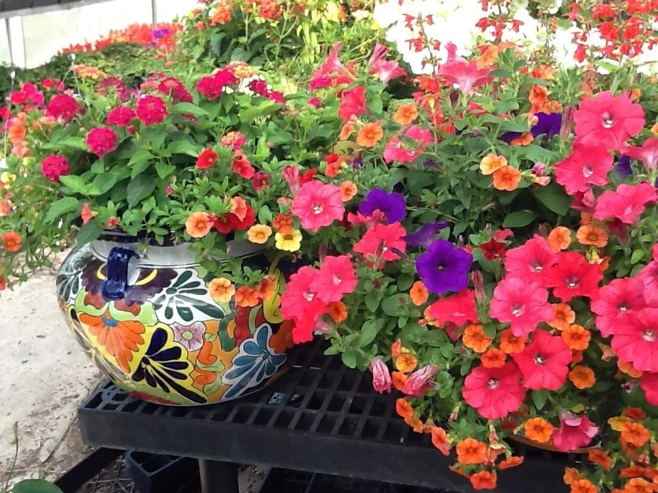 Expert landscaping services for outdoor upgrades in Jonesboro, AR by Mid-South Nursery & Greenhouse