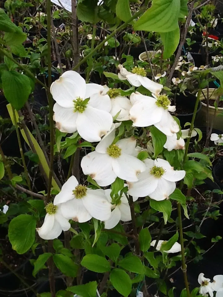 Reliable outdoor landscaping in Jonesboro, AR - Mid-South Nursery & Greenhouse