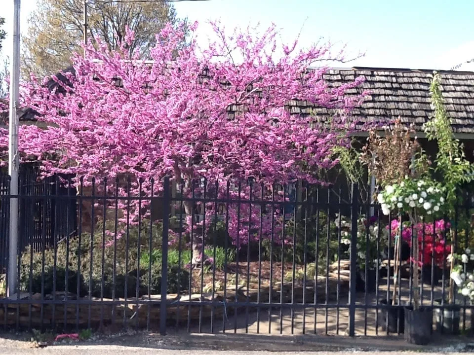 Reliable yard maintenance near you across Jonesboro, AR - Mid-South Nursery & Greenhouse