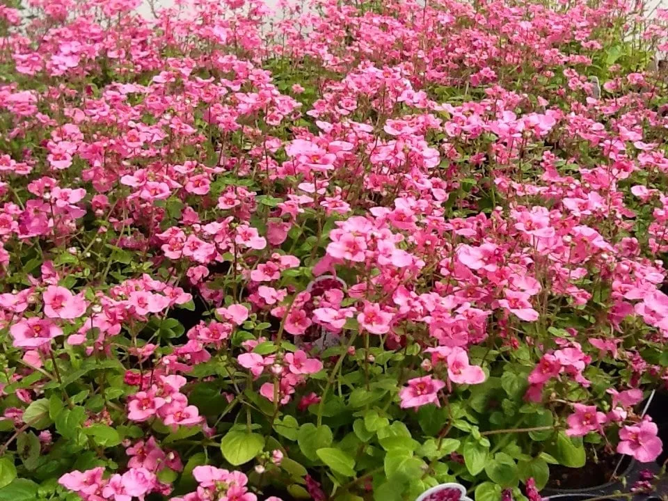 Trusted yard maintenance in Jonesboro, AR by Mid-South Nursery & Greenhouse