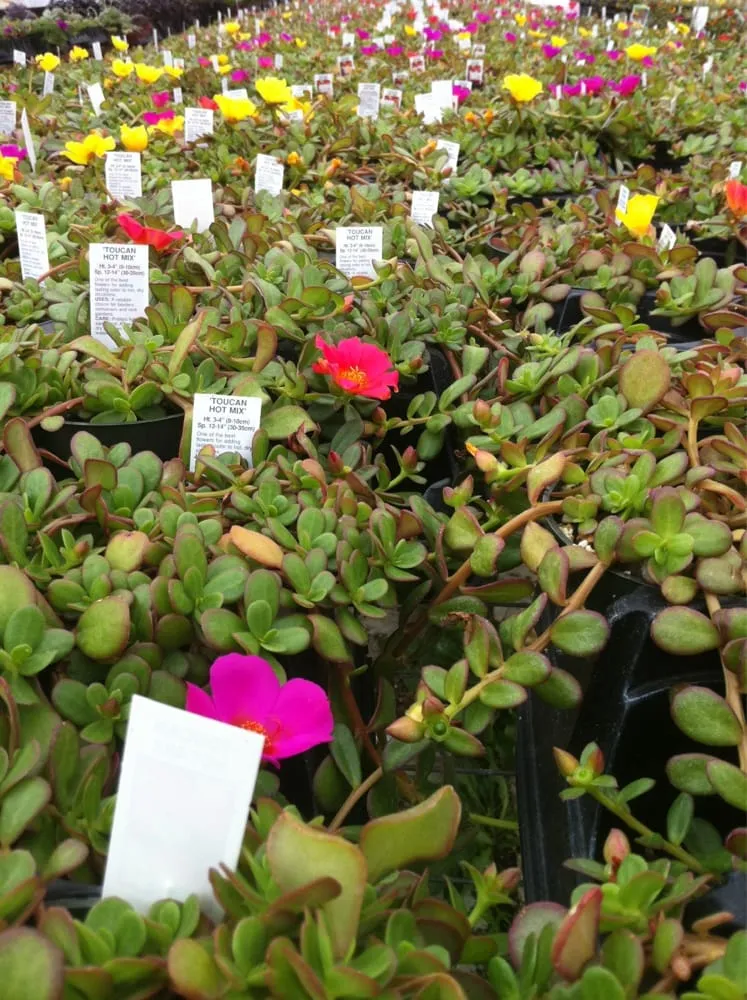 Custom garden landscaping for homes in Jonesboro, AR by Mid-South Nursery & Greenhouse