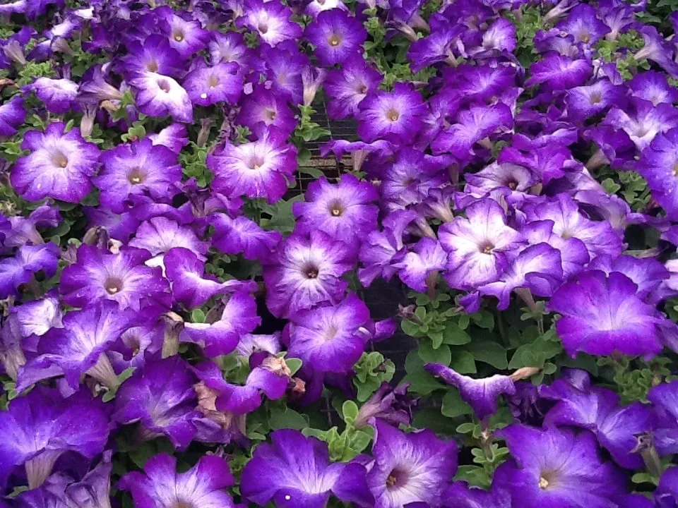 Affordable landscape installation in Jonesboro, AR by Mid-South Nursery & Greenhouse