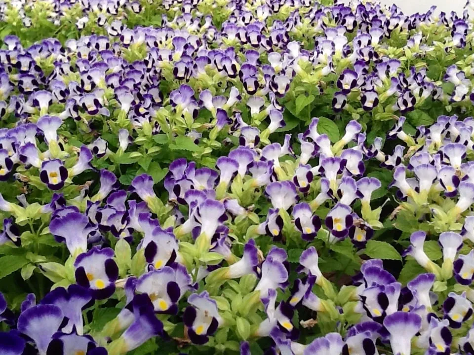 Custom outdoor landscaping for homes across Jonesboro, AR - Mid-South Nursery & Greenhouse