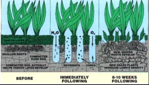 Professional yard cleanup service for residential properties in Oakland, TN by Mid-South Turf Professionals