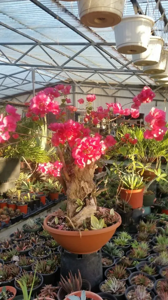 Professional garden landscaping for homes in Alamo, TX by Mid Valley Landscape and Pond Creations