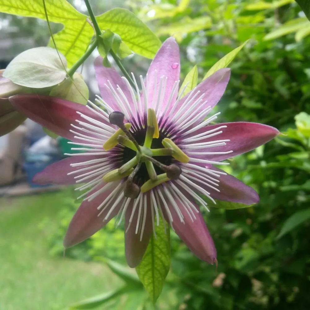 Professional garden landscaping for outdoor upgrades in Alamo, TX by Mid Valley Landscape and Pond Creations