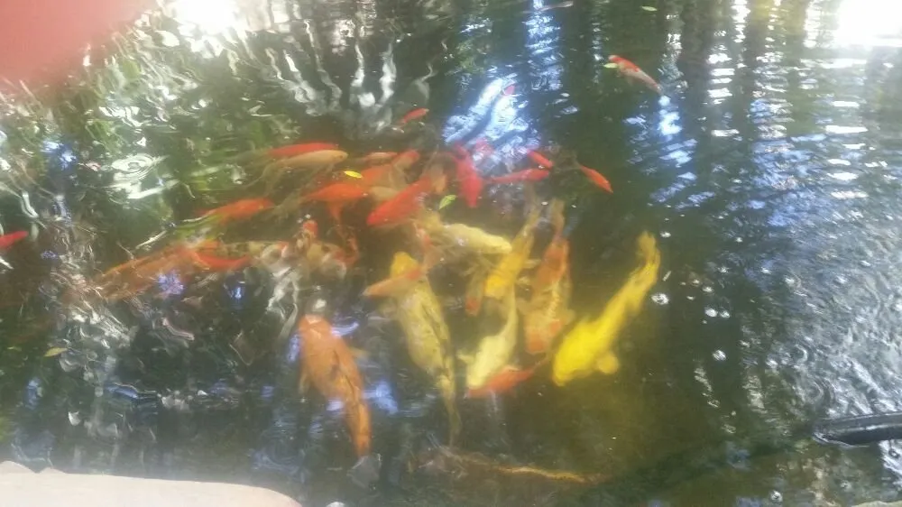 Expert yard maintenance for beautiful yards in Alamo, TX by Mid Valley Landscape and Pond Creations