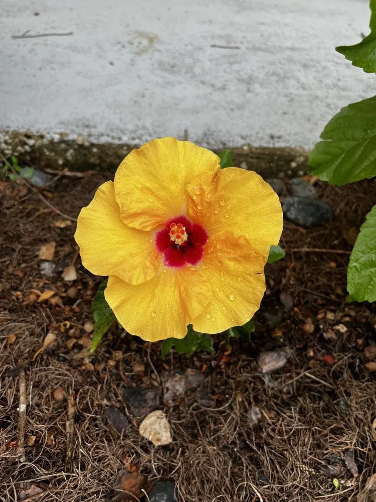 Expert landscaping services experts serving Orlando, FL - Midbar Gardens