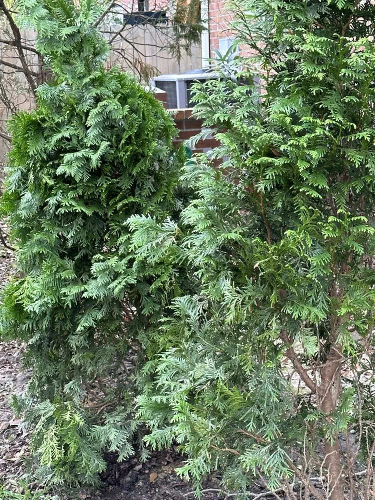 Expert residential landscaping for year-round maintenance across Goose Creek, SC - Middle Earth Nursery