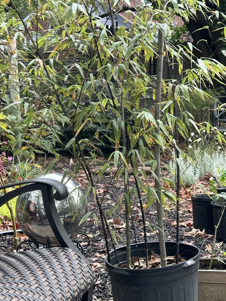 Professional garden landscaping in Goose Creek, SC - Middle Earth Nursery