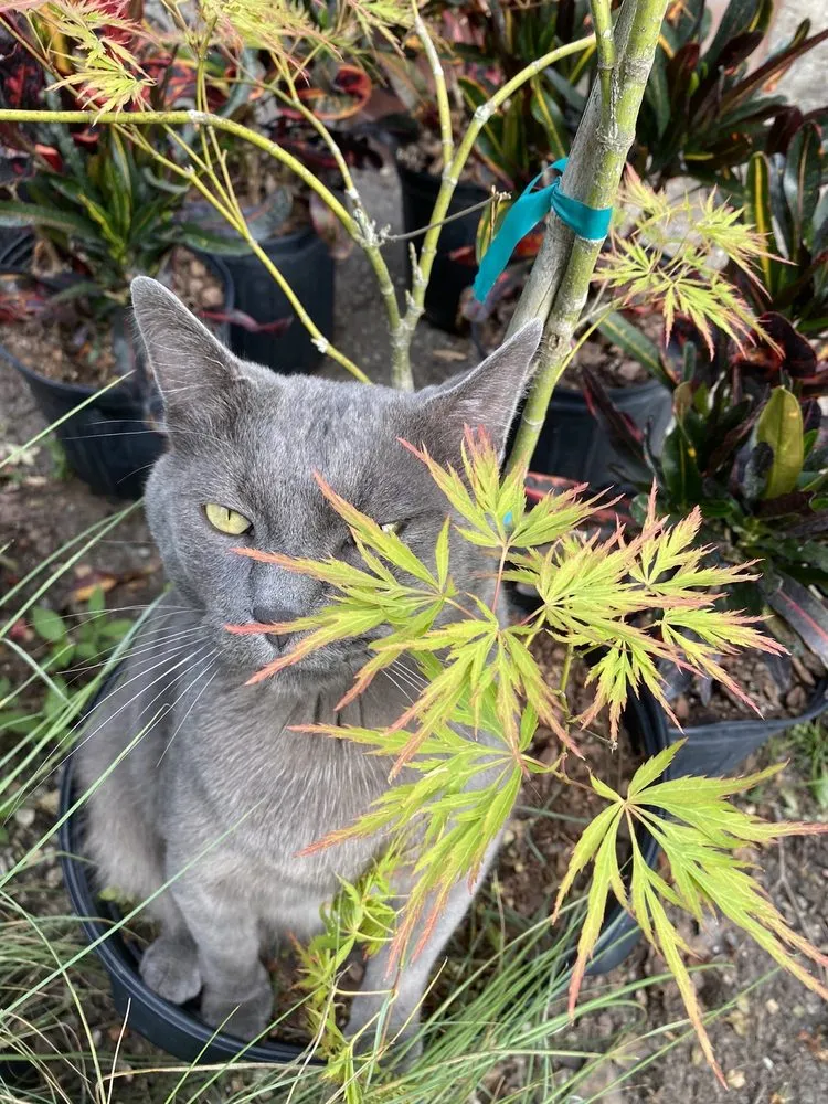 Reliable landscaping services with custom design across Goose Creek, SC - Middle Earth Nursery