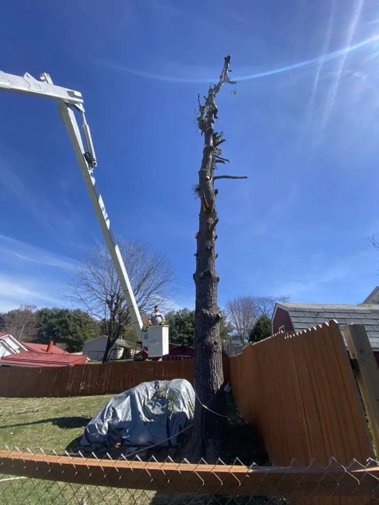 Trusted landscape design for outdoor upgrades across Staunton, VA - Middle River Tree Work And Landscape