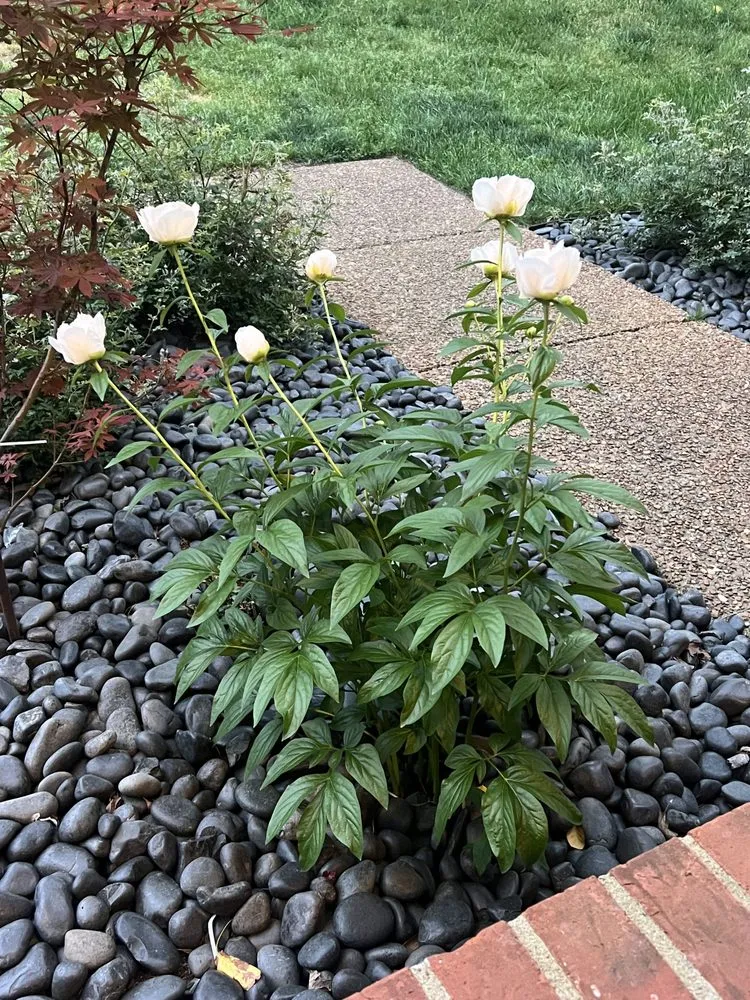 Local yard cleanup service in Hendersonville, TN by Middle Tennessee Lawn and Garden Care