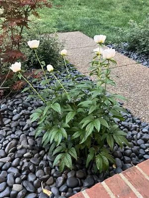 Middle Tennessee Lawn and Garden Care Logo