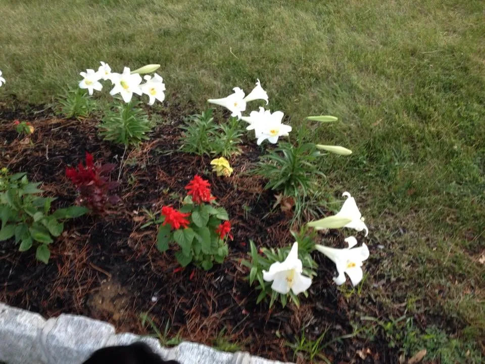 Top-rated yard maintenance in South River, NJ by Middlesex Lawn & Landscaping