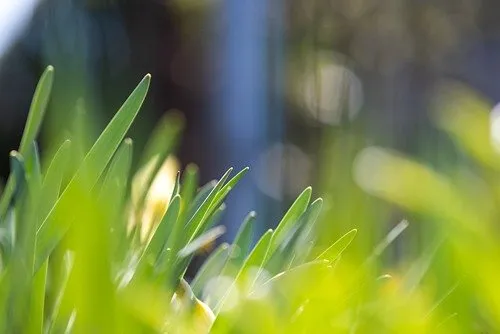Expert yard cleanup service for residential properties in Middletown Township, NJ by Middletown Landscaping
