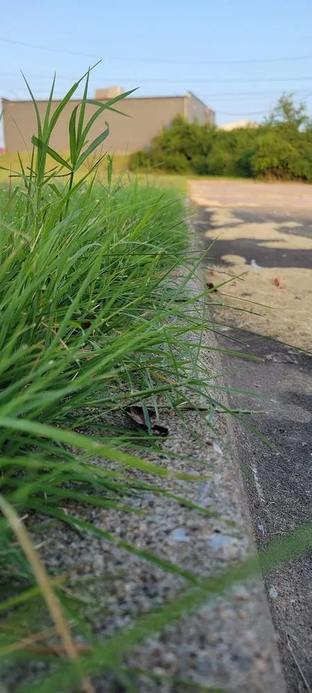 Local lawn care service experts serving Columbia, MO - Midgard Mowing