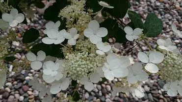 Top-rated yard maintenance in Buffalo, MN - Midland Nursery