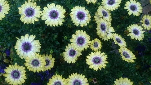 Expert yard maintenance in Buffalo, MN by Midland Nursery