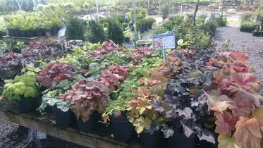 Trusted lawn care service with custom design across Buffalo, MN - Midland Nursery