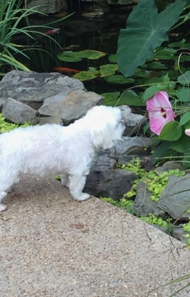 Affordable lawn care service for outdoor upgrades in Memphis, TN by MidSouth Ponds