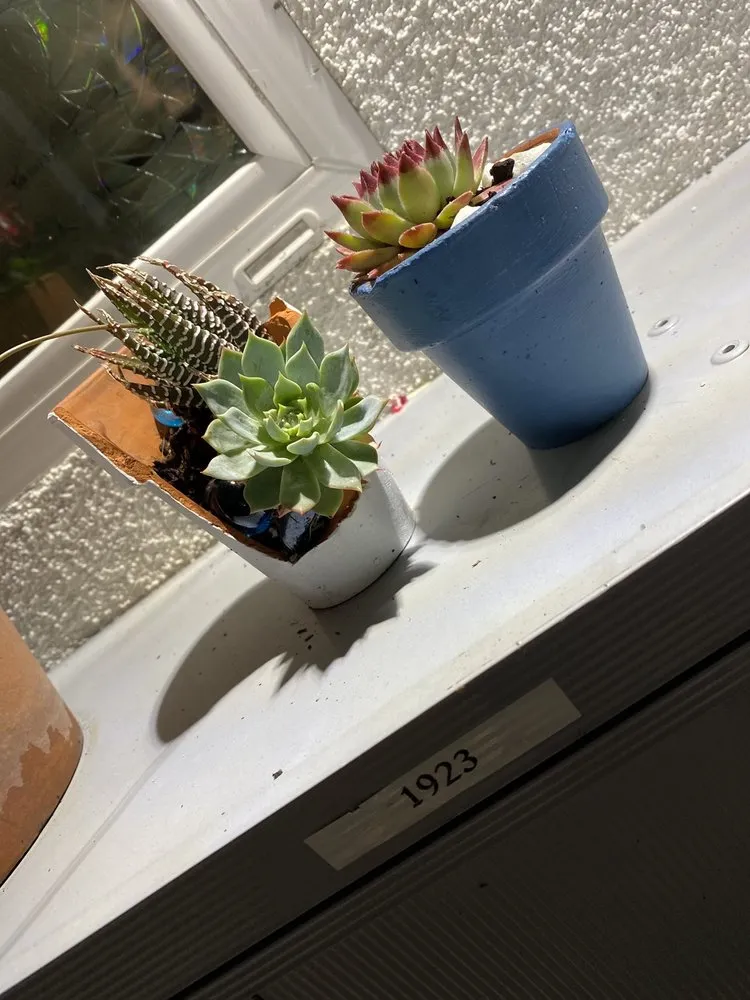 Professional landscaping services in Los Angeles, CA - Midtown Landscape