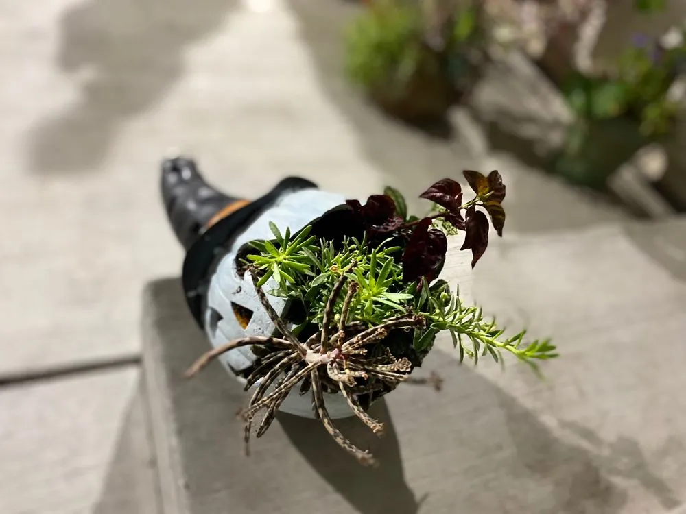 Trusted outdoor landscaping for outdoor upgrades across Los Angeles, CA - Midtown Landscape