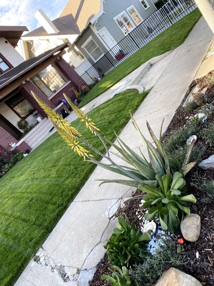 Custom landscape installation in Los Angeles, CA by Midtown Landscape