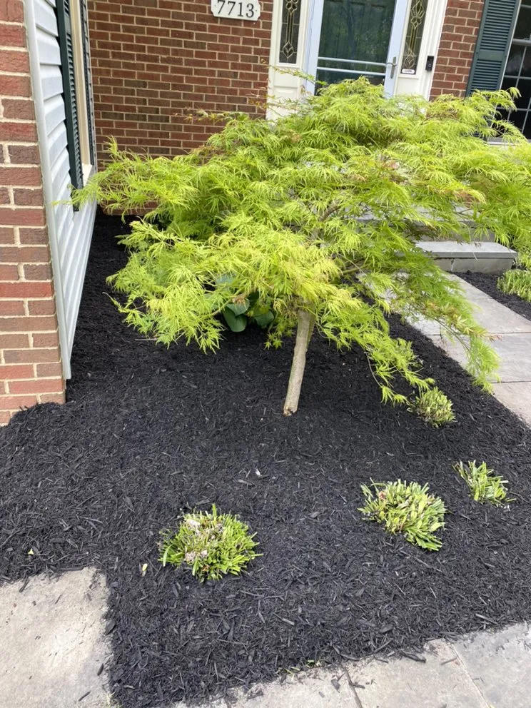 Affordable lawn care service experts serving Springfield, VA - Midway Landscaping and Powerwash