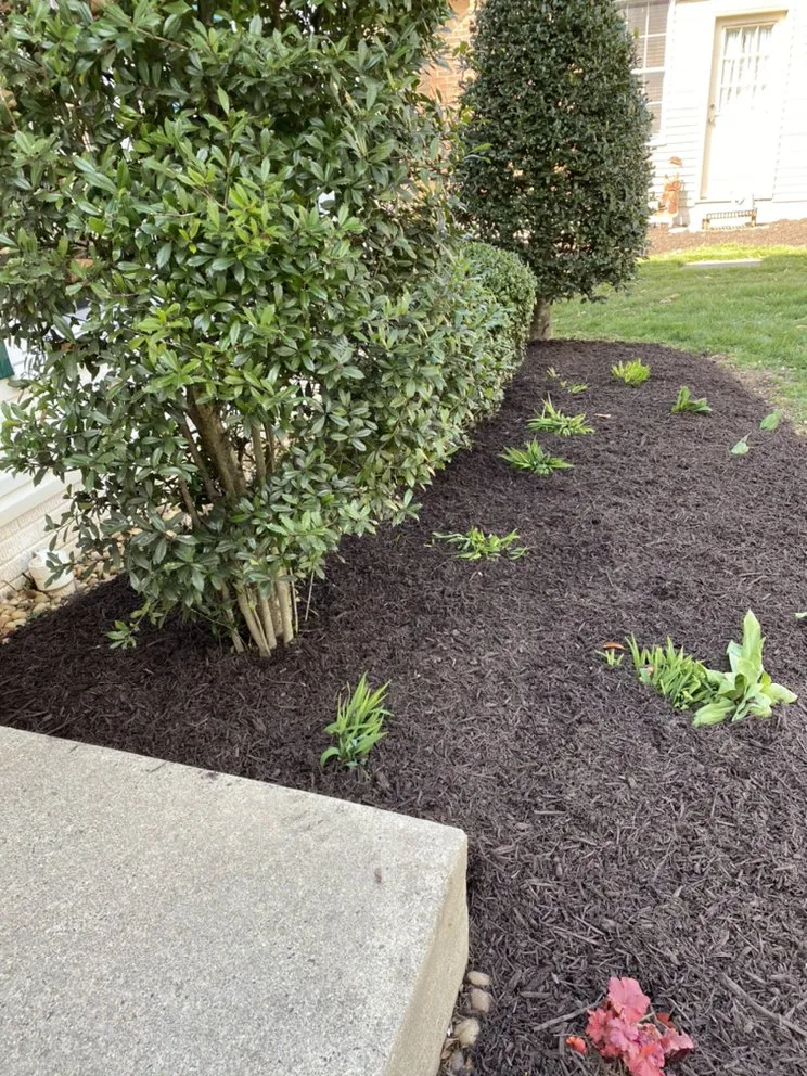Expert yard cleanup service in Springfield, VA by Midway Landscaping and Powerwash