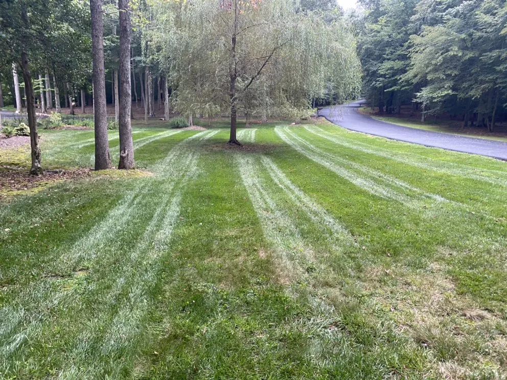 Affordable landscape installation for outdoor upgrades across Springfield, VA - Midway Landscaping and Powerwash