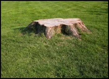 Local yard cleanup service in Brooklyn Park, MN by Midwest Lawn Care Inc