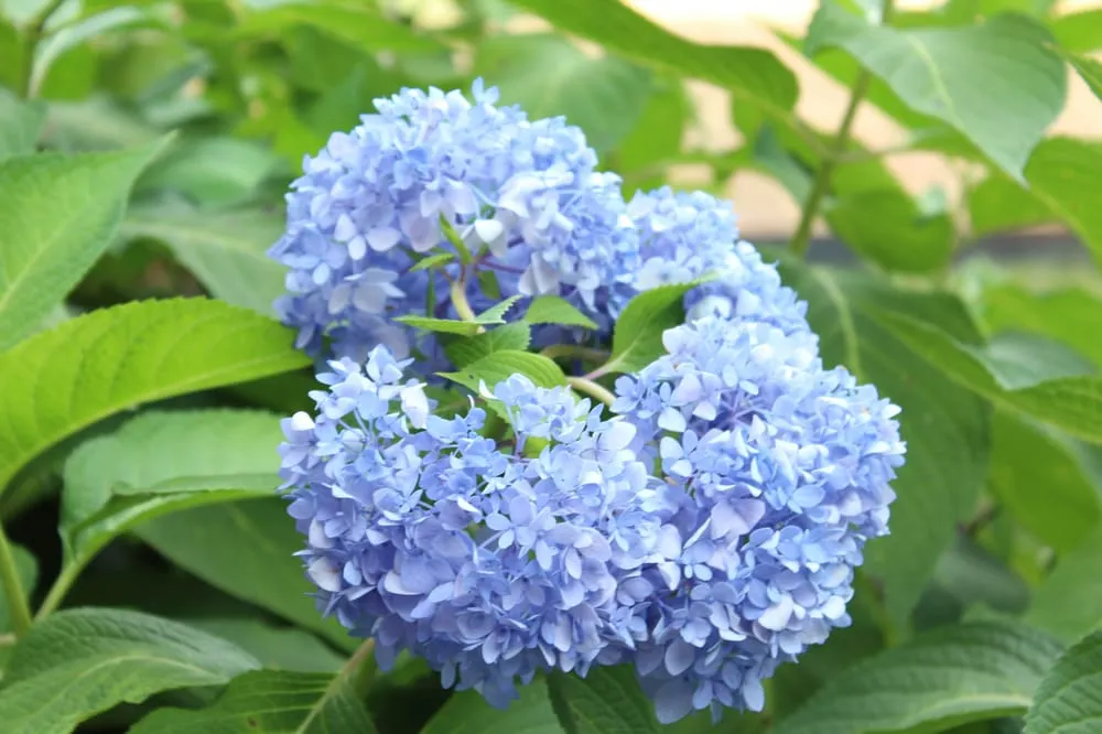 Expert landscape installation in Rogers, AR by Midwest Outdoor Concepts