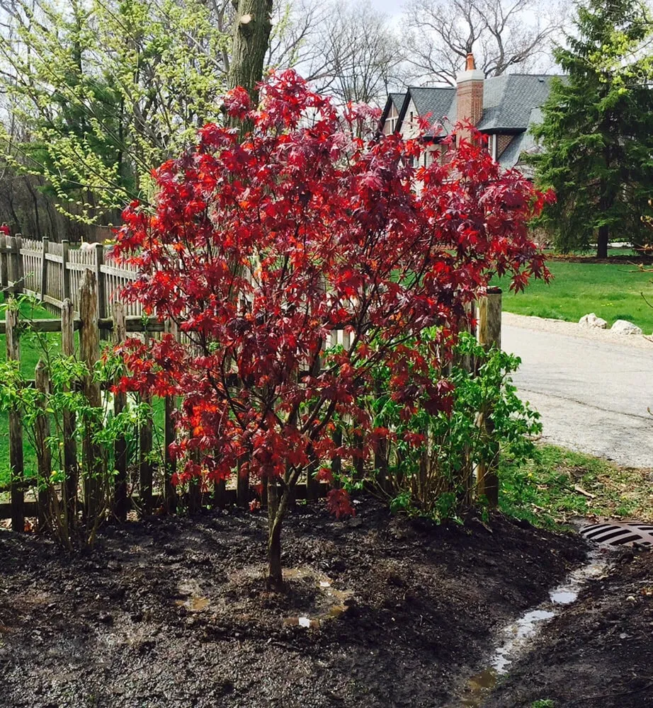 Top-rated landscaping services in Chicago, IL by Midwest Plains Landscaping