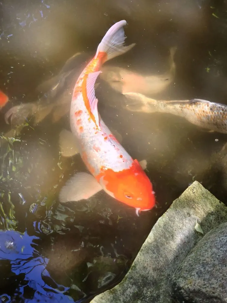 Local yard cleanup service in Mundelein, IL - Midwest Pond Design