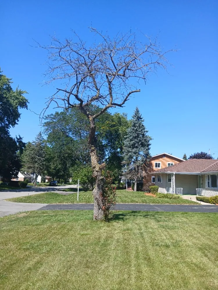Trusted yard maintenance in Glendale, WI by Midwest Pro Tree & Home Restoration Services