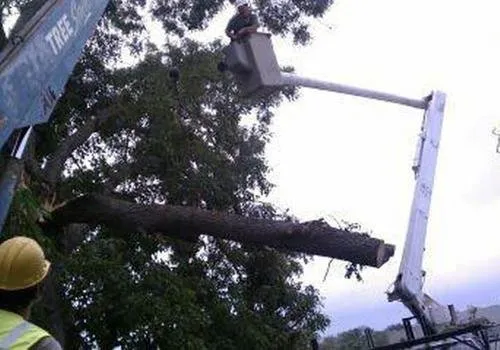 Professional landscape design for year-round maintenance in Ava, IL by Midwest Tree Service