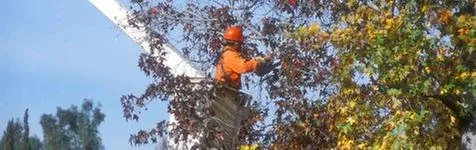 Local residential landscaping in Ava, IL - Midwest Tree Service