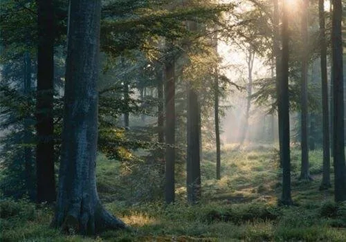 Custom garden landscaping experts serving Ava, IL - Midwest Tree Service