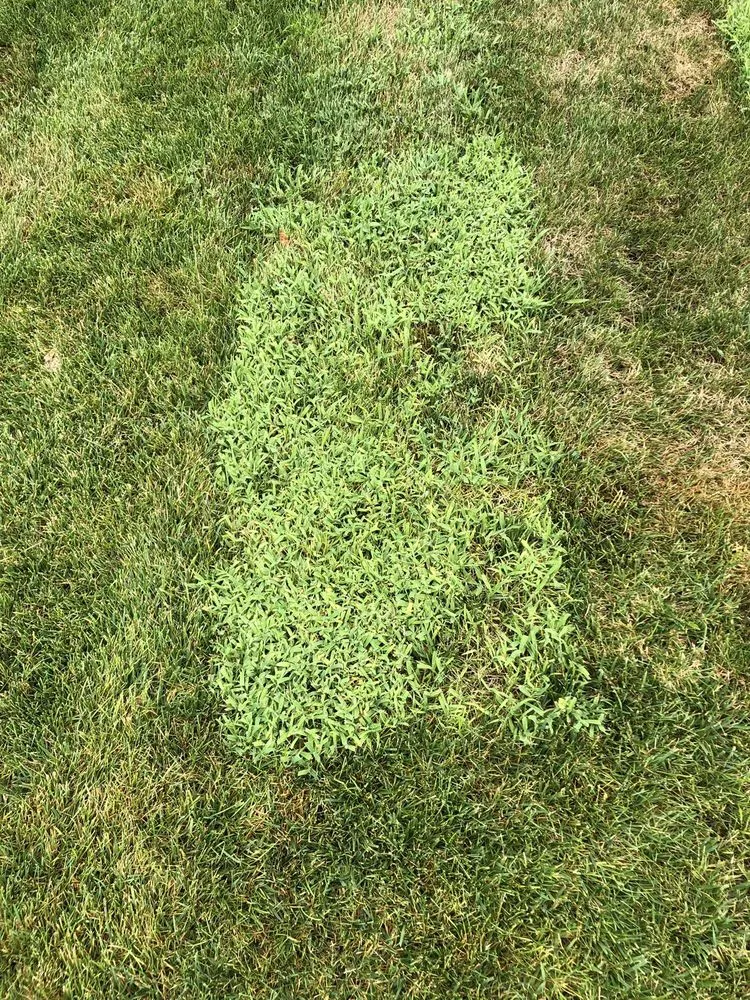 Local outdoor landscaping in Ofallon, MO by Midwest Turf