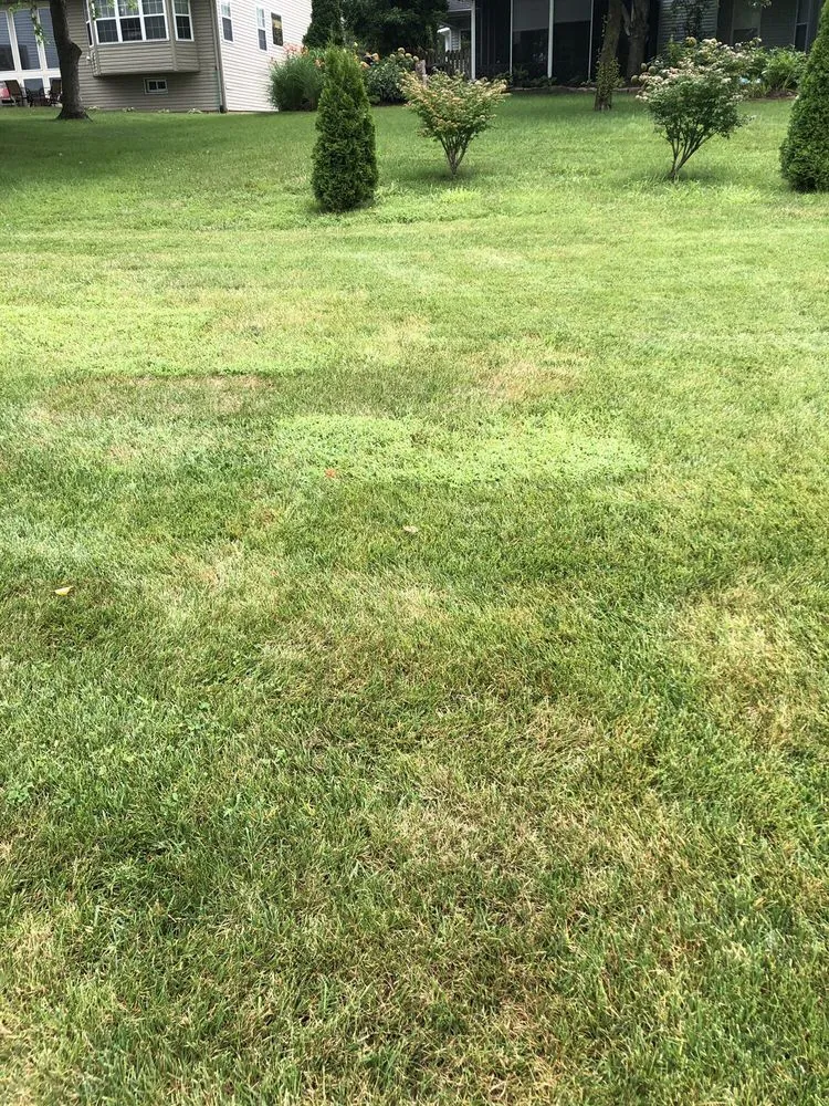 Affordable lawn mowing service experts serving Ofallon, MO - Midwest Turf