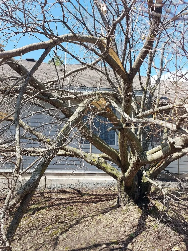 Local lawn care service in Roseville, MN by Midwest Yard Pros