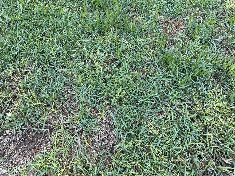 Custom yard maintenance for outdoor upgrades in Argo, AL by Mighty Green Lawn Care