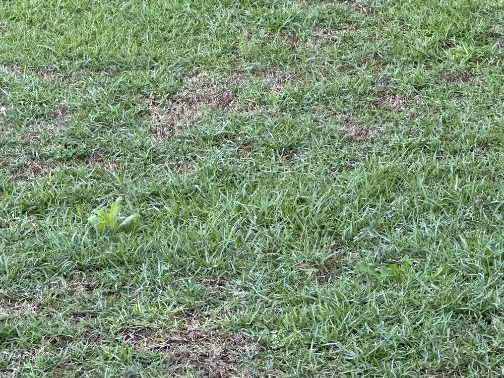 Trusted landscape design for year-round maintenance in Argo, AL by Mighty Green Lawn Care